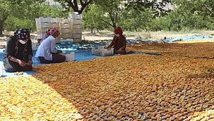 Sivas kayısı üretiminde 10'uncu sırada 
