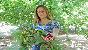 Tescilli dalbastı kirazında ürün kaybı 