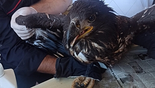 Yaralı kartala şefkat eli! 