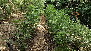 Yazıhan'da uyuşturucu operasyonu 