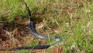 Yılanların dansı kamerada! 