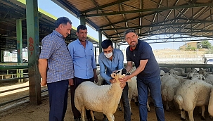 Kiraz'dan canlı hayvan pazarı ziyareti 