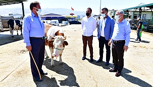 Çınar'dan canlı hayvan pazarında inceleme 