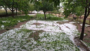 Erciş'te sel felaketi: 15 hayvan telef oldu 