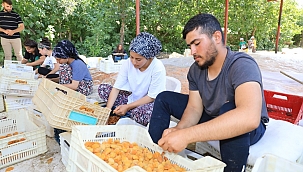Kayısı hasadı devam ediyor!