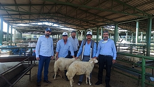 Kurbanlık fiyatlarında yüzde 20 artış 