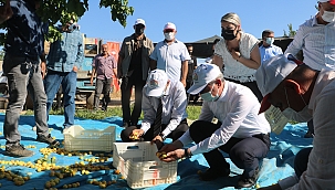 Vali Baruş kayısı hasadına katıldı!