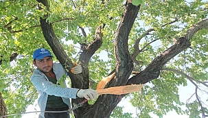Yakıcı güneş altında ekmek kavgası!