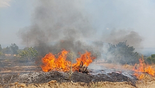 Yangında 70 kayısı ağacı zarar gördü 