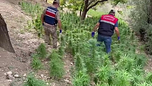Akçadağ'da kenevir operasyonu 