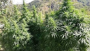 Bahçede esrar ve kenevir ele geçirildi 