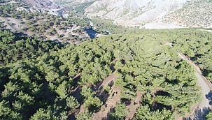 Jandarmadan ormanlara sıkı kontrol 