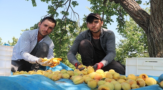 Kayısıdan 500 milyon dolar tahmini!