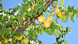Malatyalılardan kayısı bizim tepkisi 