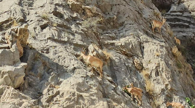 Arapgir'de dağ keçileri görüntülendi