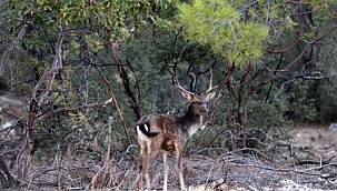 Yaban hayvanları avlanmasına başlanıyor 