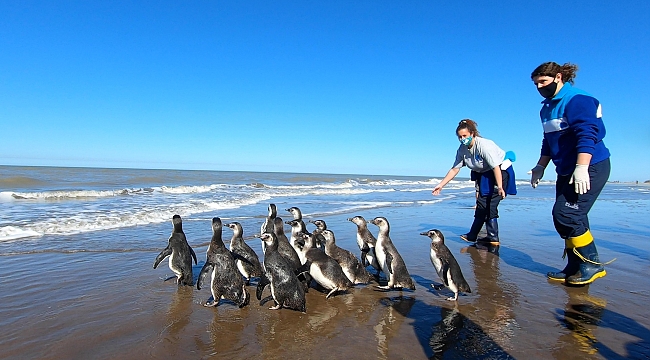 Arjantin'de 14 penguen okyanusa bırakıldı
