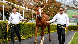 Cengaver 680 bin TL'ye alıcı buldu 