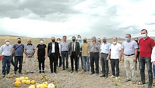 Çerezlik kabak hasadı yüz güldürdü