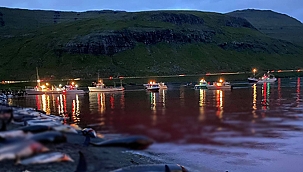 Danimarka'da çok sayıda balina öldürüldü