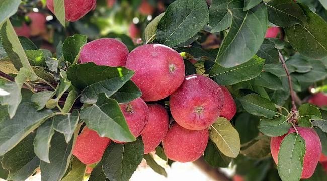 Doğanşehir'de elma hasadı başladı!