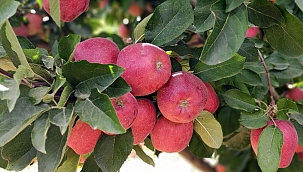 Doğanşehir'de elma hasadı başladı!