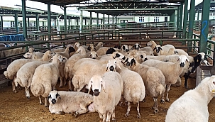 Kurbanlık alıp parasını ödemediler 