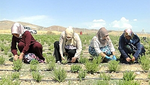 Yazıhan'da kekik hasadı tamamlandı 