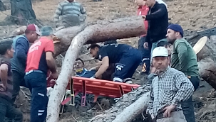 Ağacın altında kalan işçi ağır yaralandı 