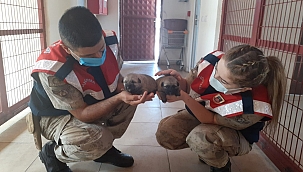 Down sendromlu çocukların hayvan ilgisi 