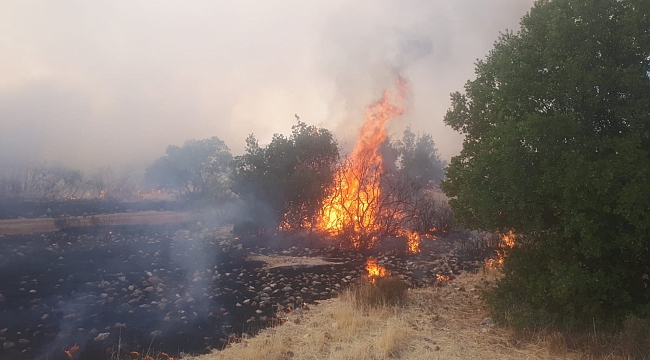 Gaziantep'te orman yangını 