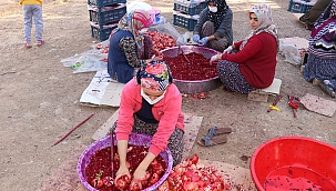 Kadınların imece usulü ile nar ekşisi mesaisi 