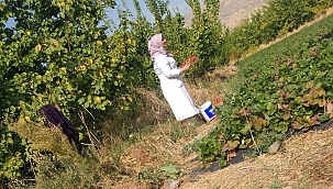Kale'de çilek kadın elinde yetişecek 