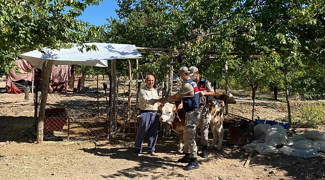 Kayıp inekler drone ile bulundu 