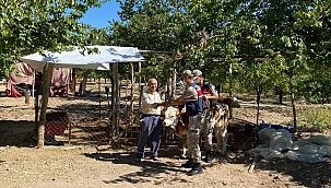 Kayıp inekler drone ile bulundu 