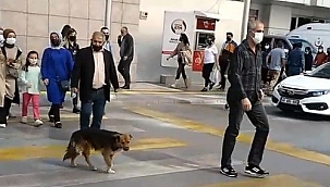 Kırmızı ışıkta bekleyip yeşilde geçiyor 