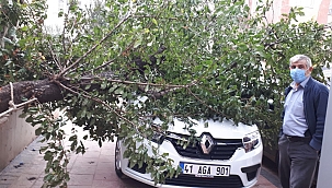 Otomobilin üzerine ağaç düştü 