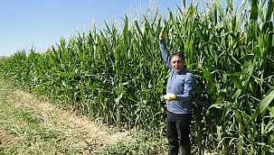 Silajlık mısır hasatta yüz güldürüyor 