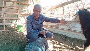 Sokak köpekleri koyunlara saldırdı 