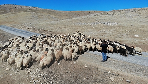 Yaylacıların dönüş yolculuğu başladı