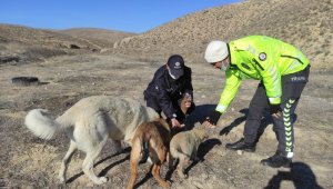 Darende'de yaban hayvanları unutulmadı