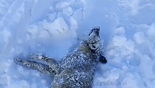 Donmak üzere olan tilkinin yardımına korucu yetişti