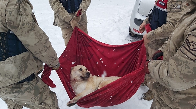 Karda yaralı halde bulunan Köpek'e jandarma şefkati