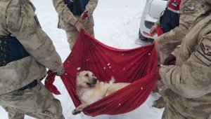 Karda yaralı halde bulunan Köpek'e jandarma şefkati