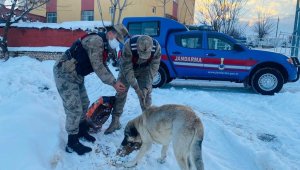 Sokak hayvanlarına güvenlik güçlerinden şefkat