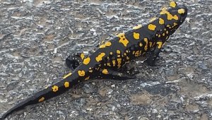 Nesli tükenmekte olan semender görüntülendi