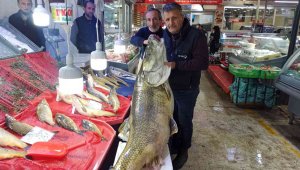 Barajda 144 kiloluk balık yakalandı
