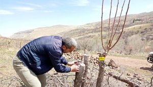 Akçadağ armudu yaygınlaştırılacak