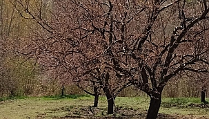 Kayısı bahçelerini don vurdu