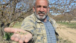 Malatya'da kayısıyı don vurdu